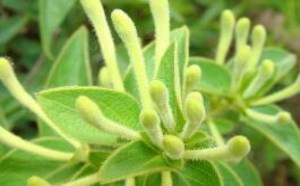 天然的消炎药有哪些_哪些食物是天然的消炎药