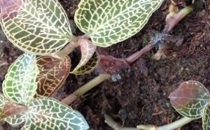 金线莲的功效与作用 能治哪些疾病？