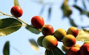 酸枣仁的功效与作用有哪些