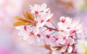 樱花的花语和寓意是什么