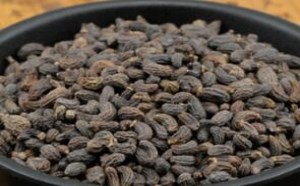 女贞子的功效与作用有哪些