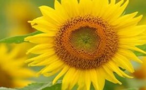 向日葵的花语及适合送向日葵的对象和场合