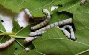 桑叶的功效与作用有哪些