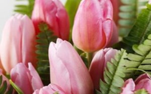 郁金香的朵数与花语寓意是什么