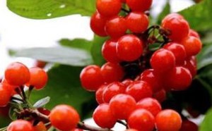 樱桃的功效与作用