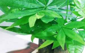 发财树怎么养叶子才会不发黄