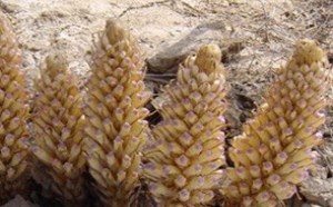 肉苁蓉与什么搭配吃效果最好