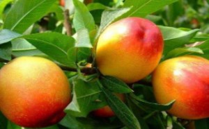 孕妇可以吃油桃吗对胎儿有影响吗