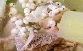冬瓜薏米排骨汤的做法与禁忌