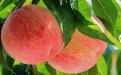 桃子的功效与作用有哪些